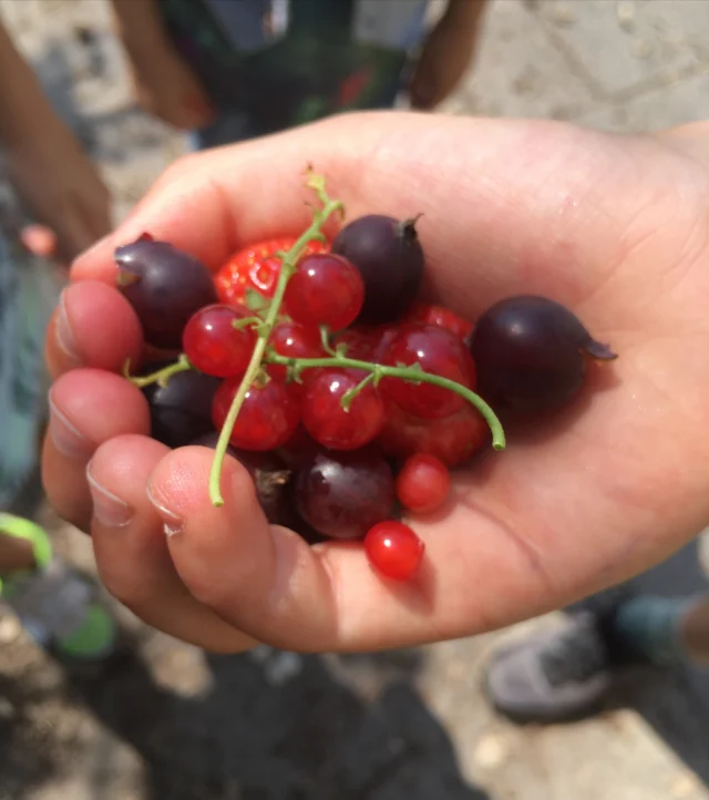 Wat is er veel te eten buiten! Tijdens de pauzes wordt er flink gesnoept van de bessen, aardbeien en Oost-Indische kers. Gelukkig groeien sommige bessen heel hoog aan de struiken. Zo blijft er ook wat over voor de vogels (en de juffen en meester 😉)#harkstede #meerstad #noorderbasis #schoolfruit